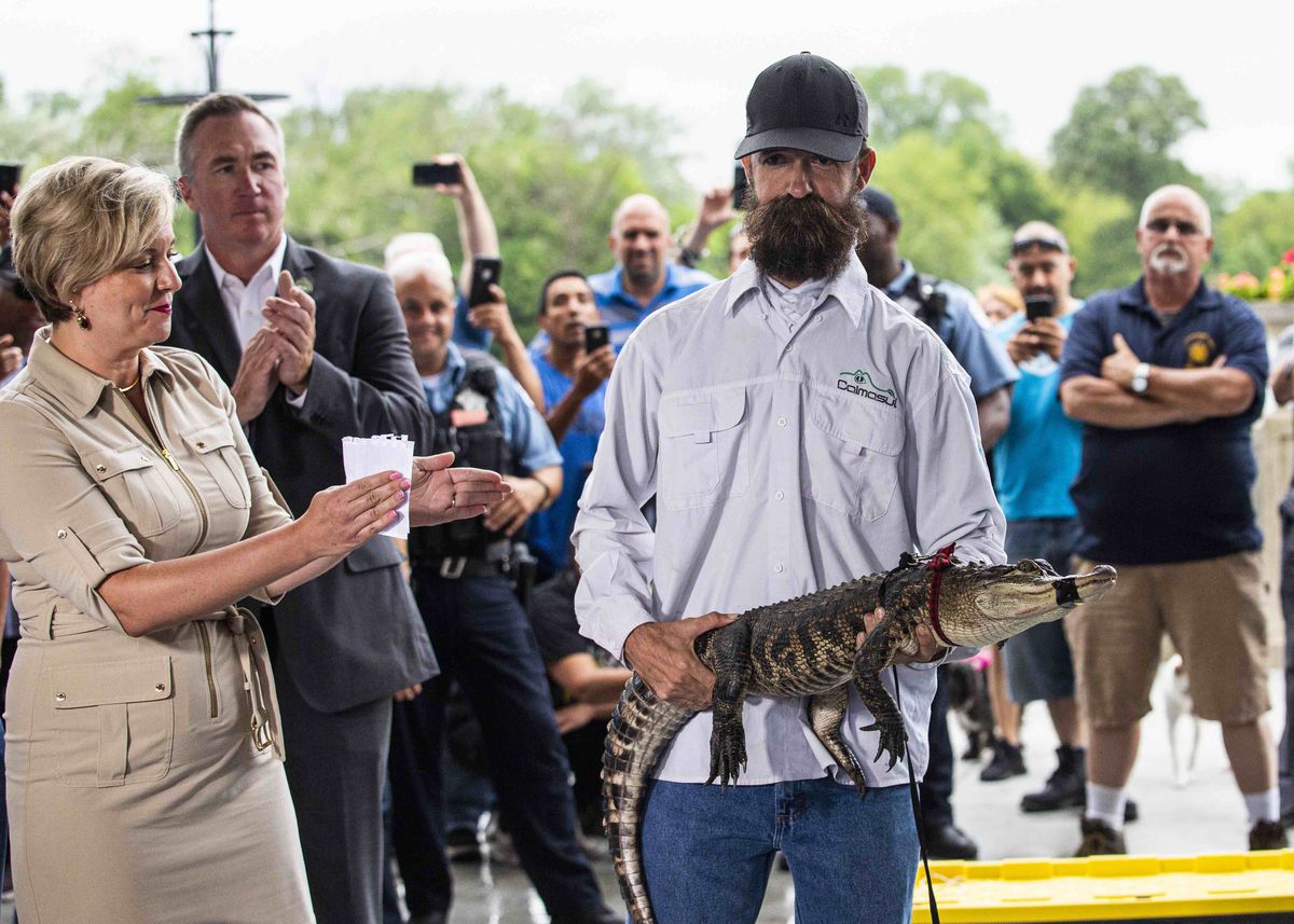 Frank Robb, owner of Crocodilian Specialist Services in St. Augustine, Florida, shows off the alligator he caught in the Humboldt Park Lagoon on Tuesday, July 16, 2019.