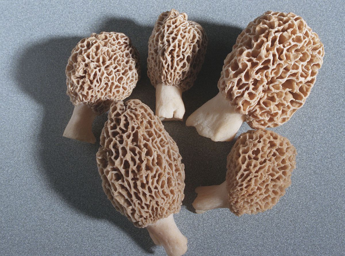 File photo of morel mushrooms, photographed in studio.....JON SALL/SUN-TIMES