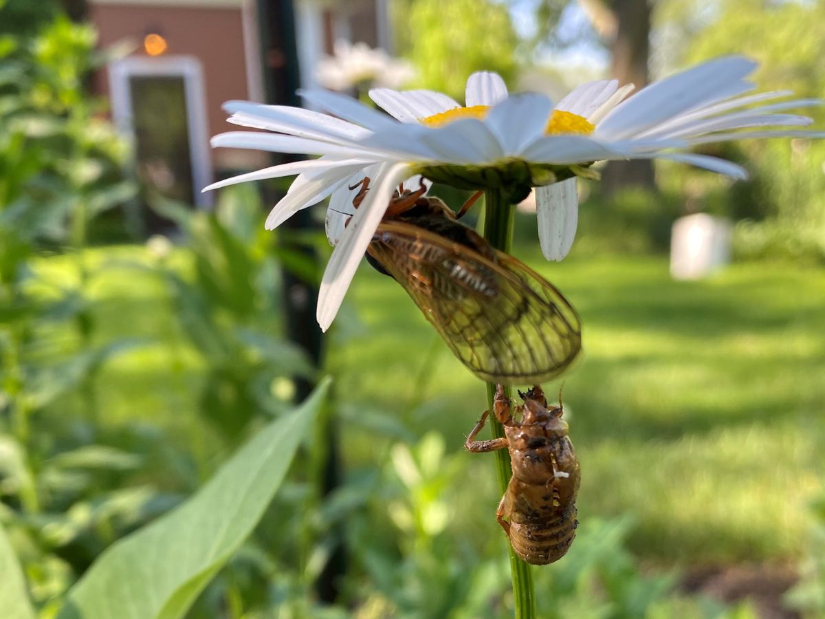 Barbara Van Diggelen took this cicada photo in Park Ridge.&nbsp;Provided