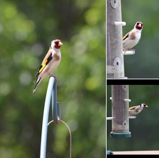 Becky and Jim Ejupi photographed  these European goldfinches in Lake Zurich. Provided by Al Silcroft