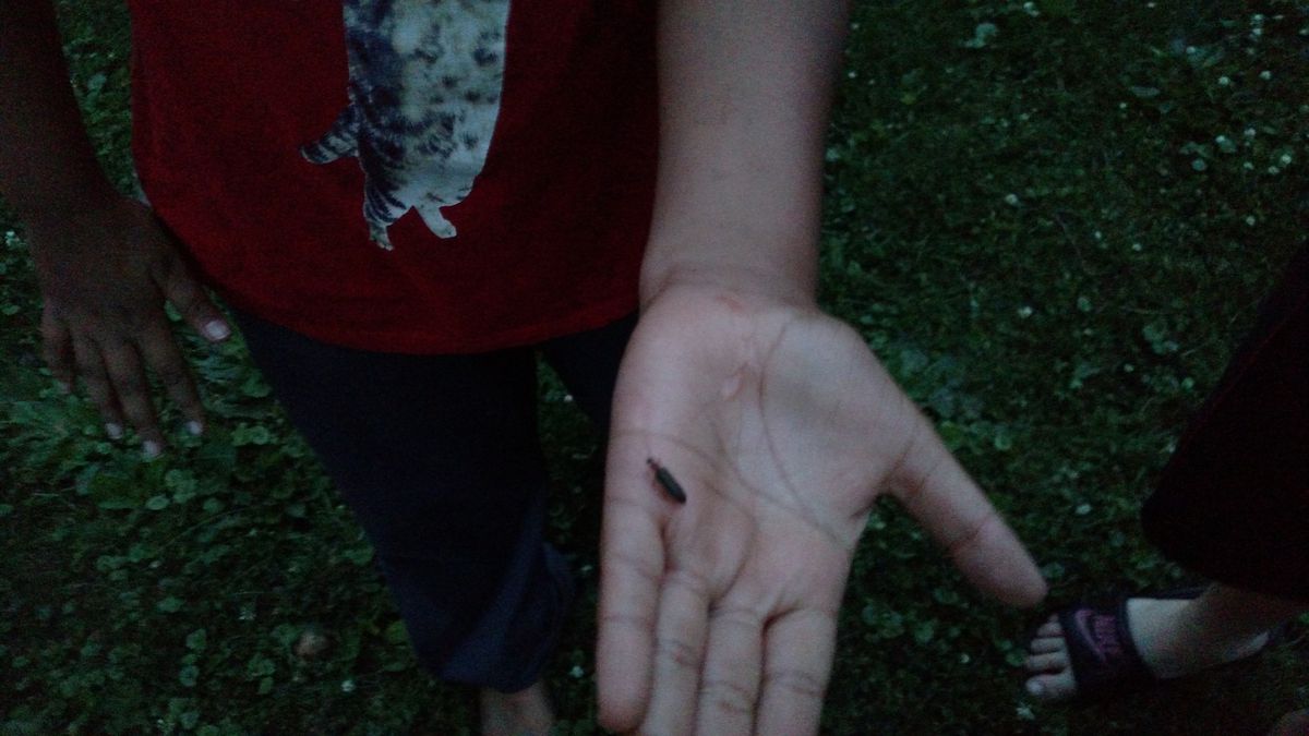 File photo of a firefly in hand while neighborhood kids were collecting them. Credit: Dale Bowman