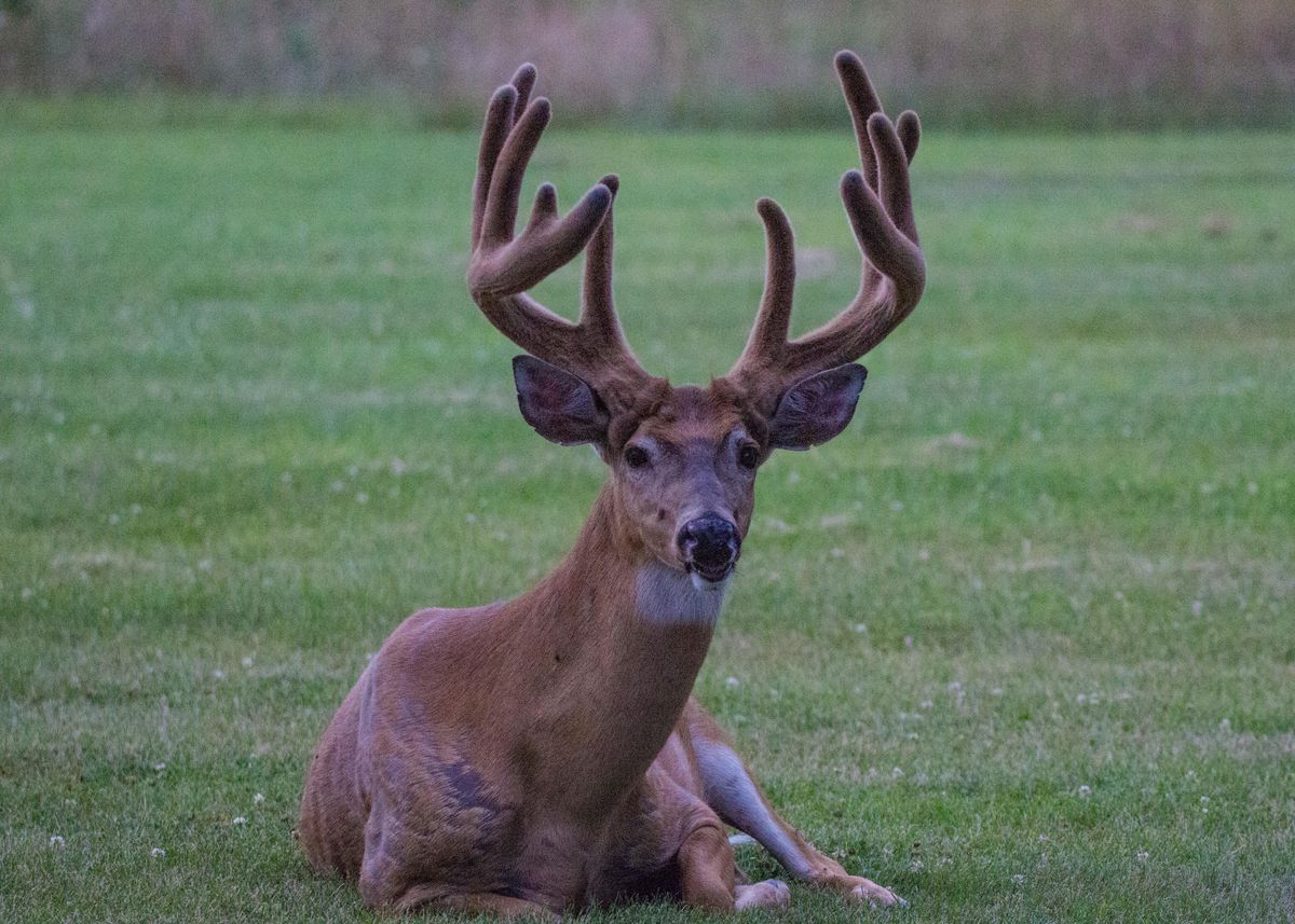 A big buck in Niles. Provided photo