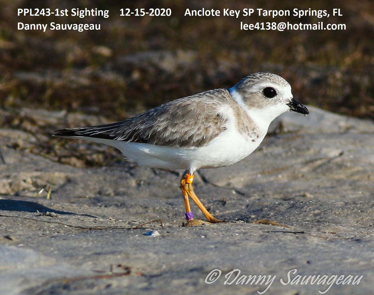 Nish the Piping Plover from Chicago in Florida